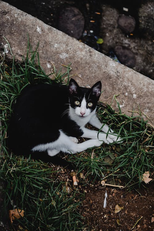 Gratis Tuxedo Cat Sdraiato Sull'erba Verde Foto a disposizione