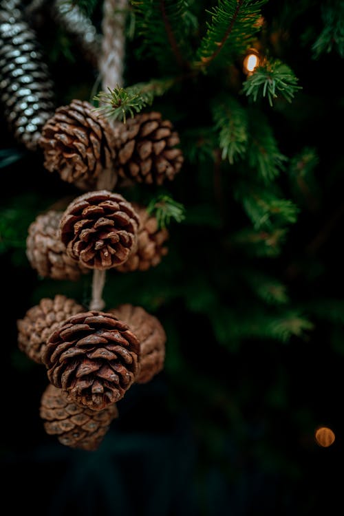 Pine Cones Hanging From Christmas Tree