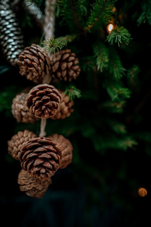 Free A detailed shot of pine cones hanging on a decorated Christmas tree indoors. Stock Photo