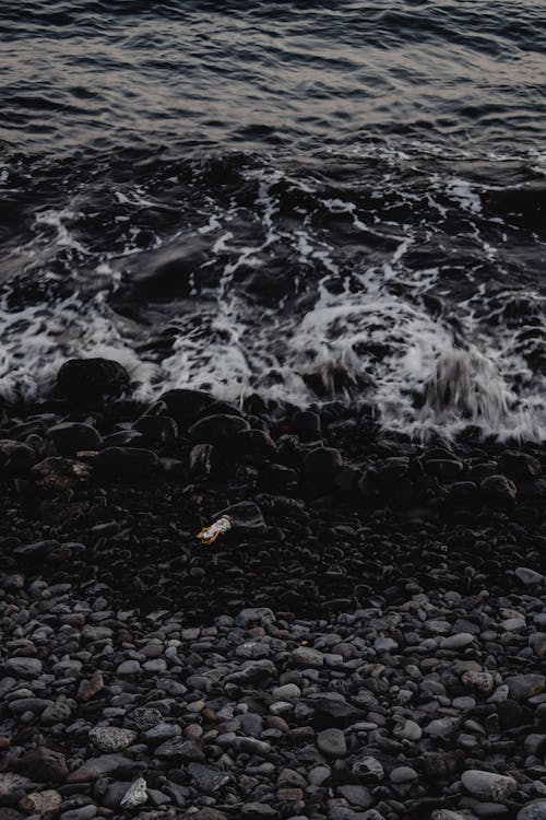 Безкоштовне стокове фото на тему «берег моря, бруківка, вертикальні постріл»