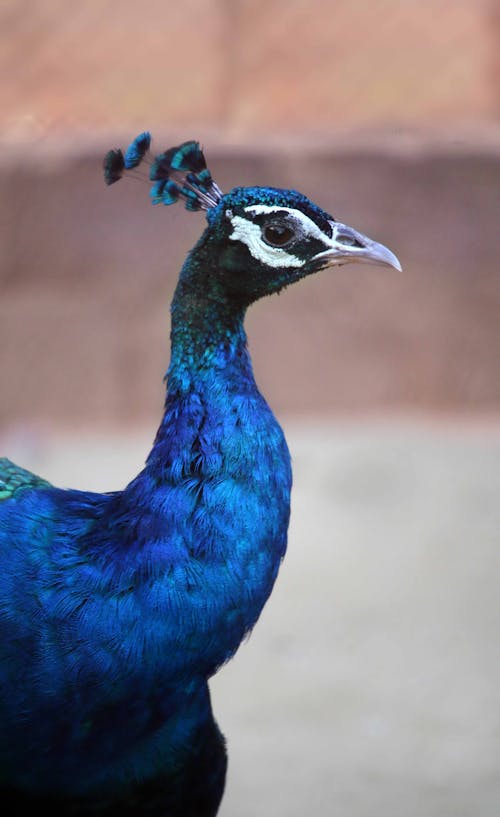 Free Blue Peacock in Close Up Photography Stock Photo