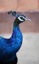 Blue Peacock in Close Up Photography
