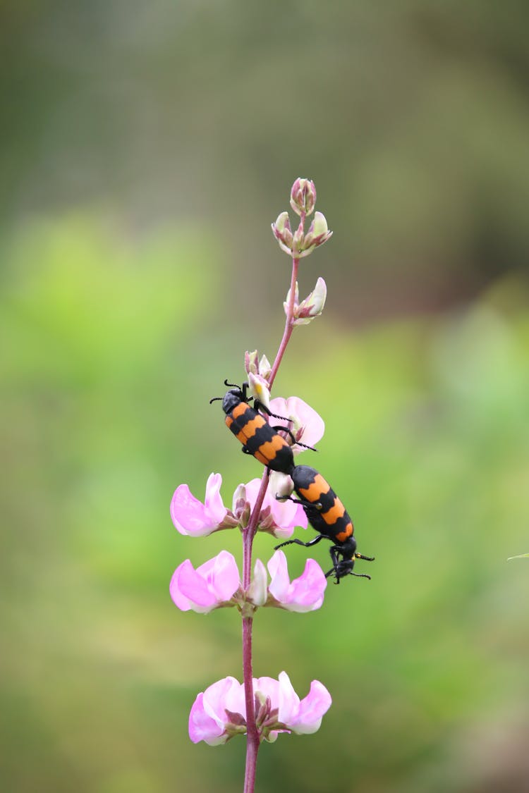 Beetles  In A Flower Stem