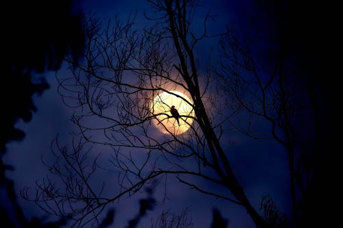 Free Silhouette of Tree during Night Time Stock Photo
