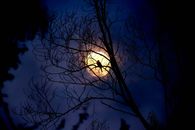 Silhouette of Tree during Night Time