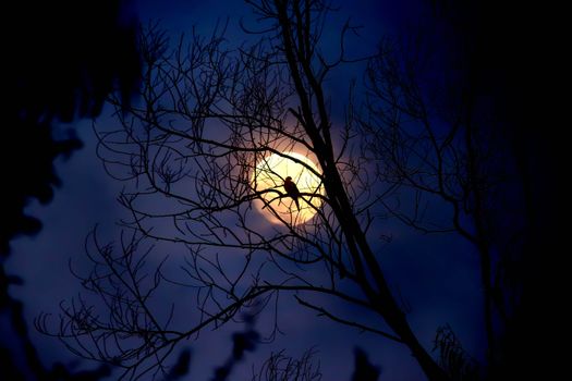 Silhouette of Tree during Night Time