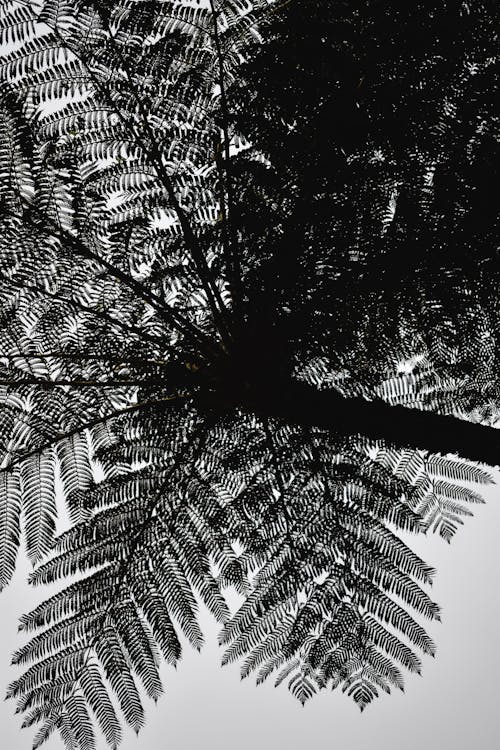 Black and White Photo of Palm Tree Leaves