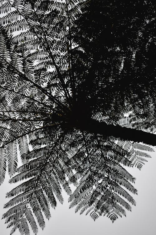 Free Grayscale Photo of Palm Tree Stock Photo