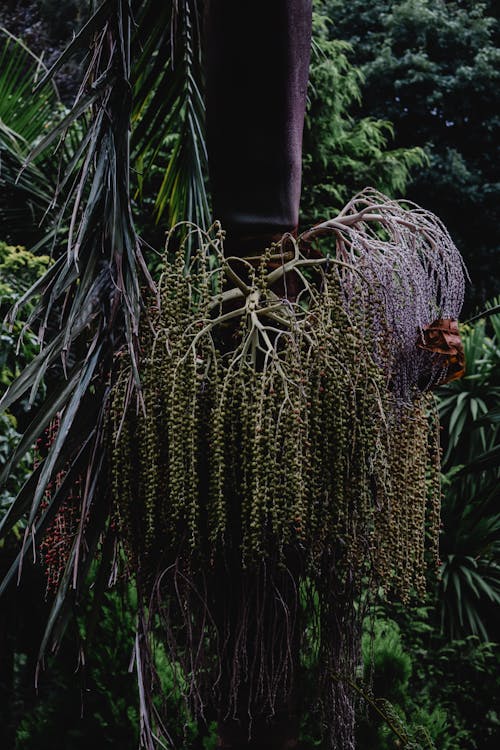 绿色植物附近的绿色仙人掌植物