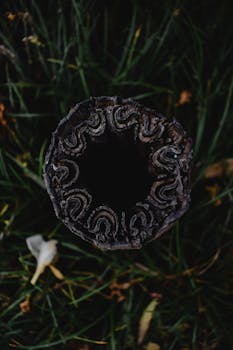 Detailed top-down shot of a hollow tree trunk, emphasizing intricate textures.
