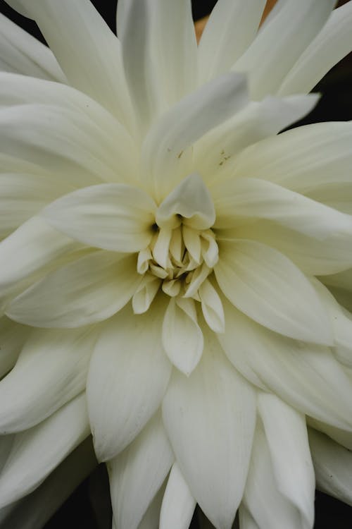 bezplatná Základová fotografie zdarma na téma bílá květina, detail, jemný Základová fotografie