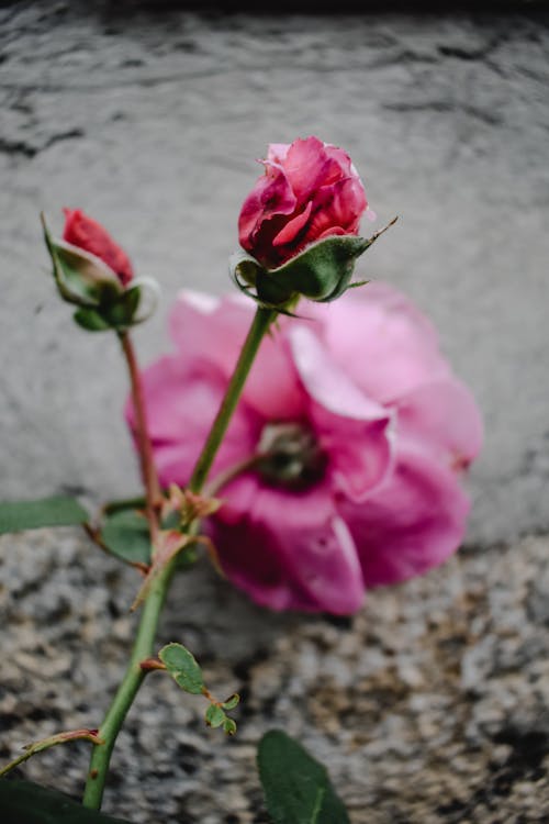 
A Close-Up Shot of Pink Roses