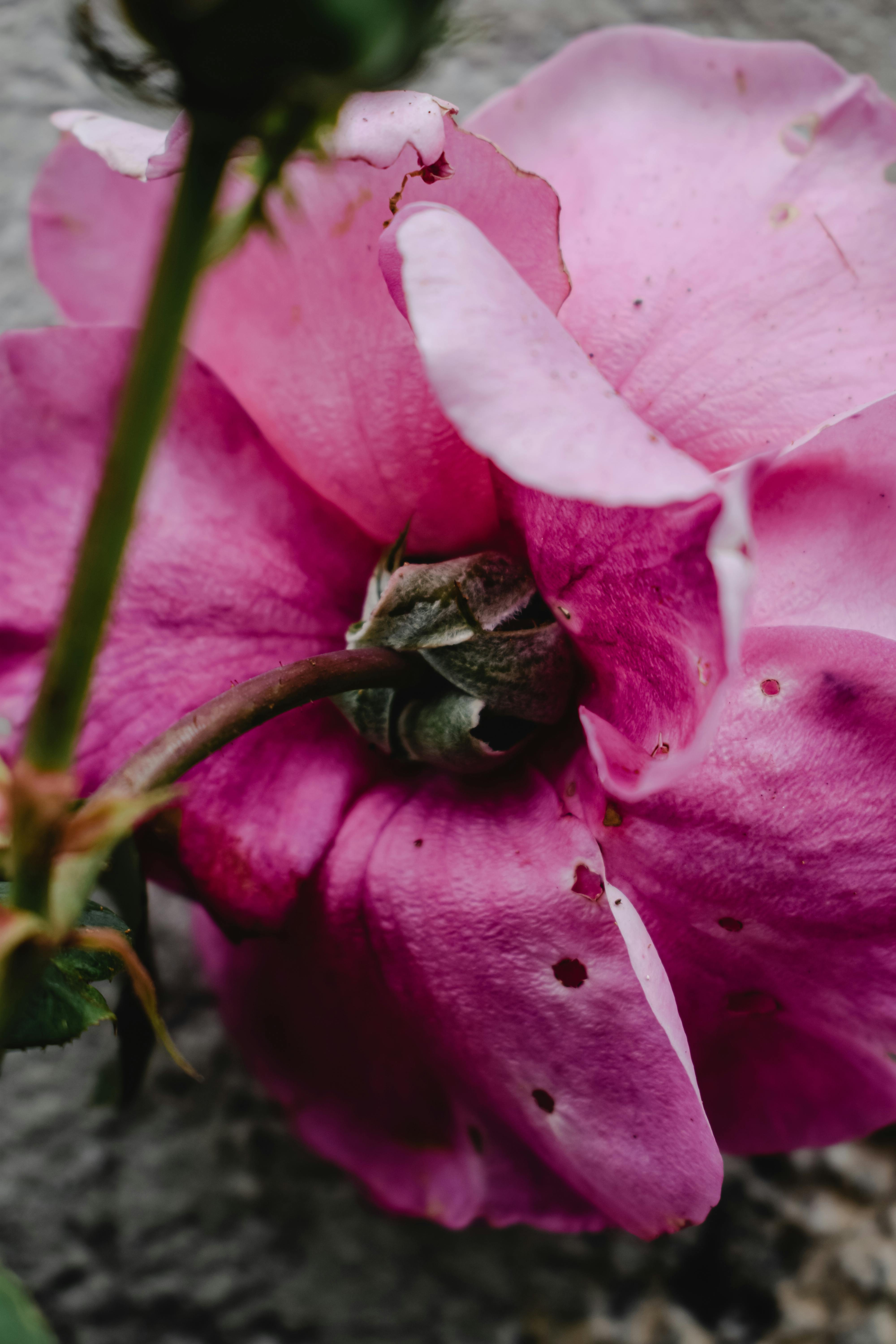 Detailed close-up of a pink rose blooming in Funchal, Madeira.