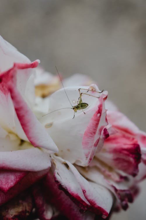 An Insect in the Flower's Petal