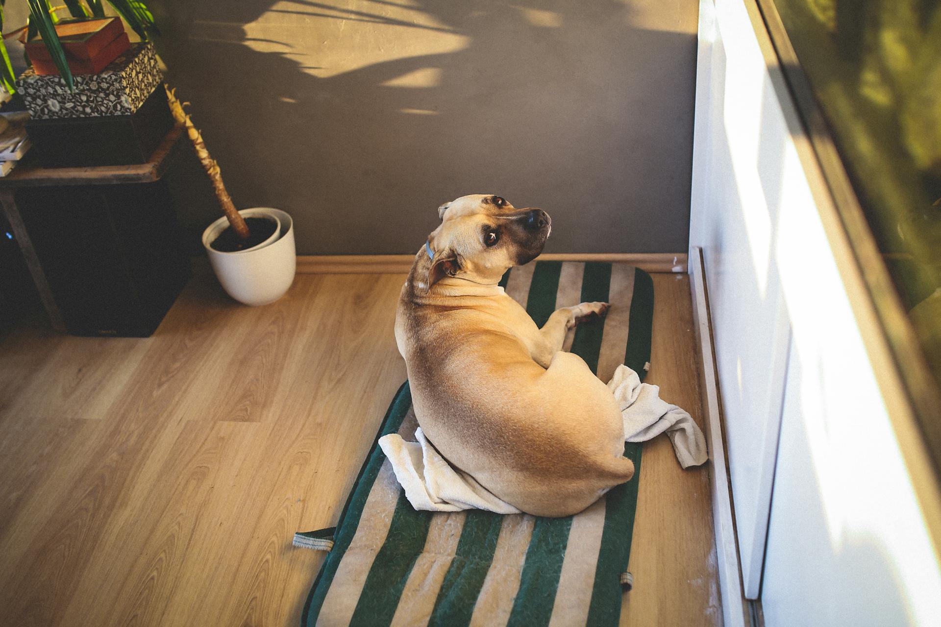 Den söte Amstaff ligger på sin säng