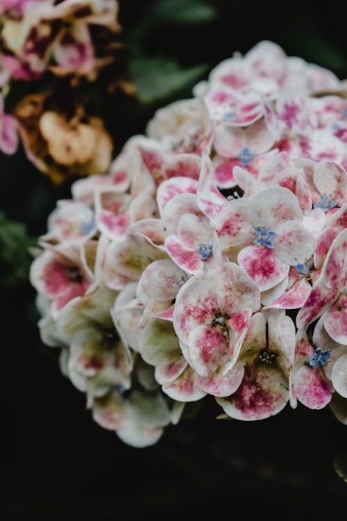 Bunga Merah Muda Dan Putih Dalam Fotografi Close Up