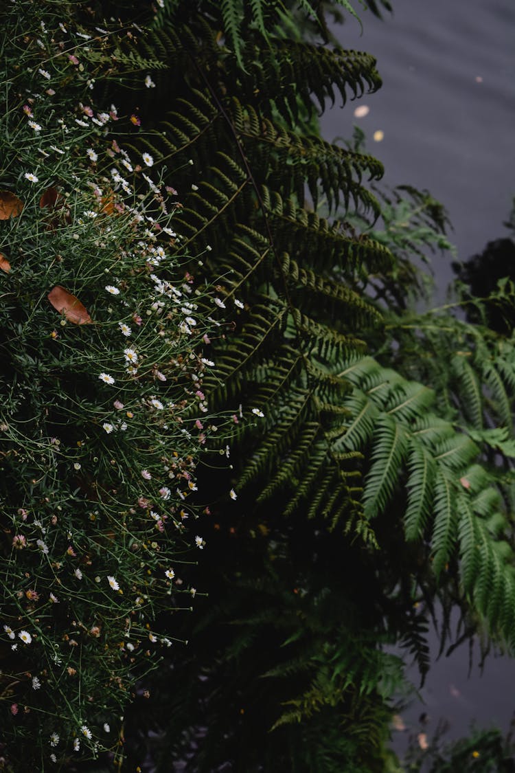 Plants In Garden