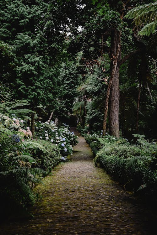 Pathway between Bushes and Trees 