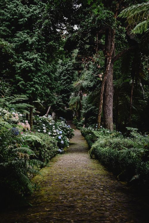 Free Discover the serene beauty of Madeira's botanical garden with a picturesque forest path surrounded by vibrant foliage. Stock Photo