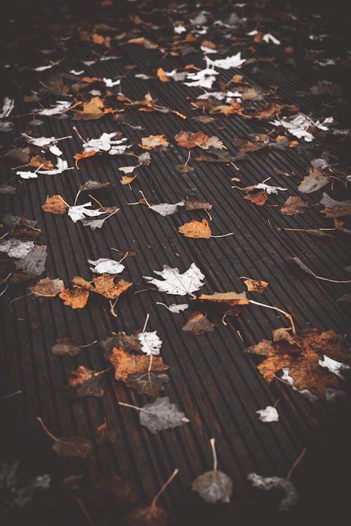 High angle of fallen dry leaves lying on wooden surface in fall in daylight in countryside