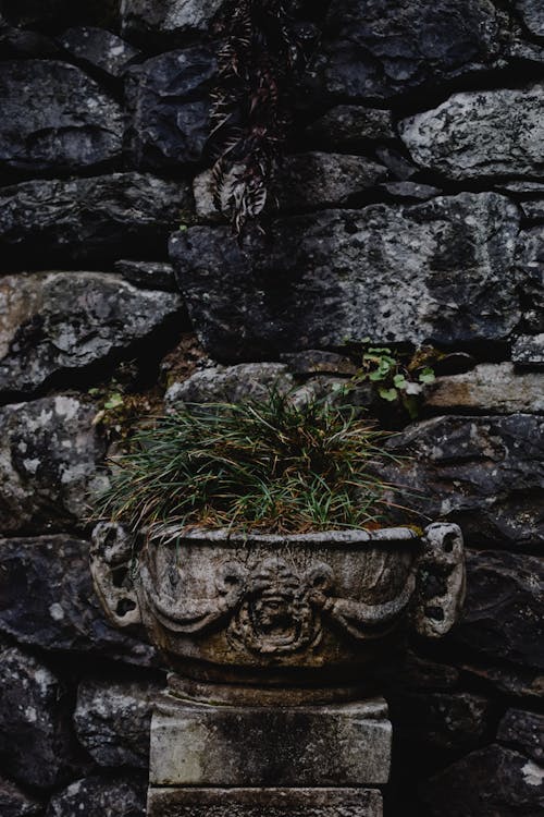 Green Plant on Stained Pot