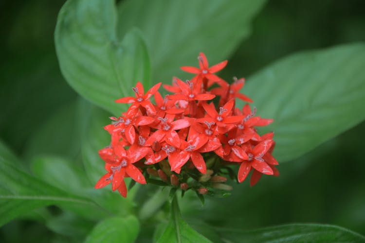 Red Milkweed Flowers 