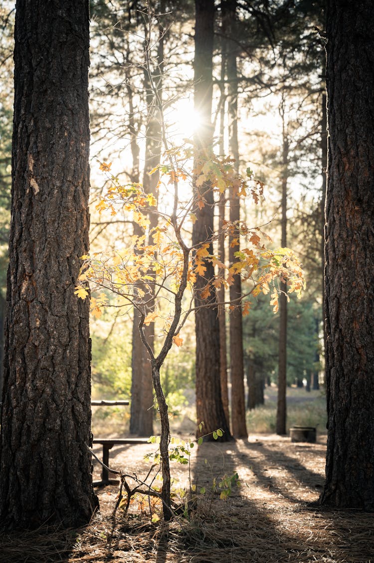 Small Tree Between Big Tree Trunks