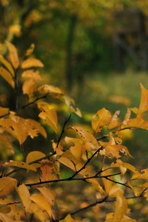 Yellow Leaves in Close Up Photography