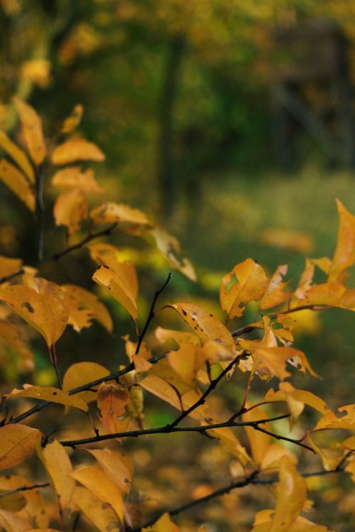 Free Beautiful yellow autumn leaves captured in a tranquil German forest setting. Stock Photo