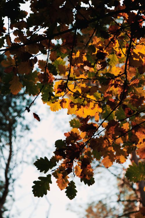 Free Colorful oak leaves illuminated by sunlight in a German autumn forest. Stock Photo