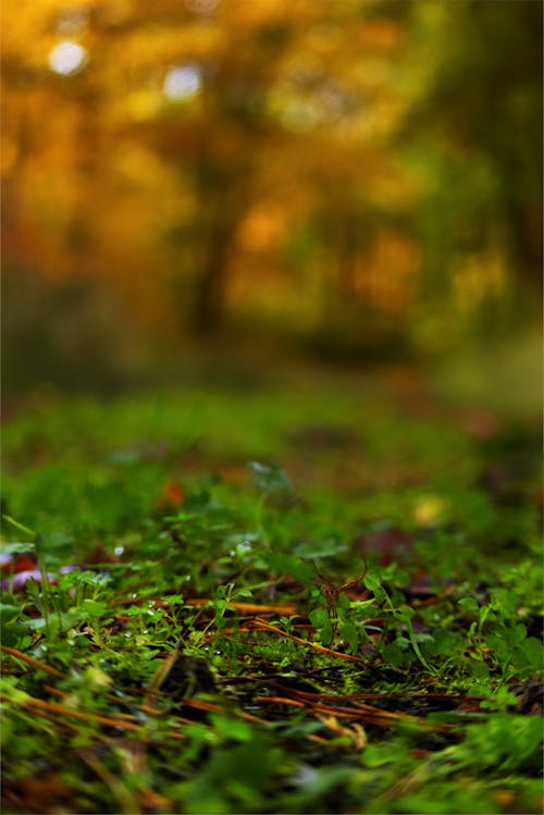 Free stock photo of autumn, autumn forest, boden