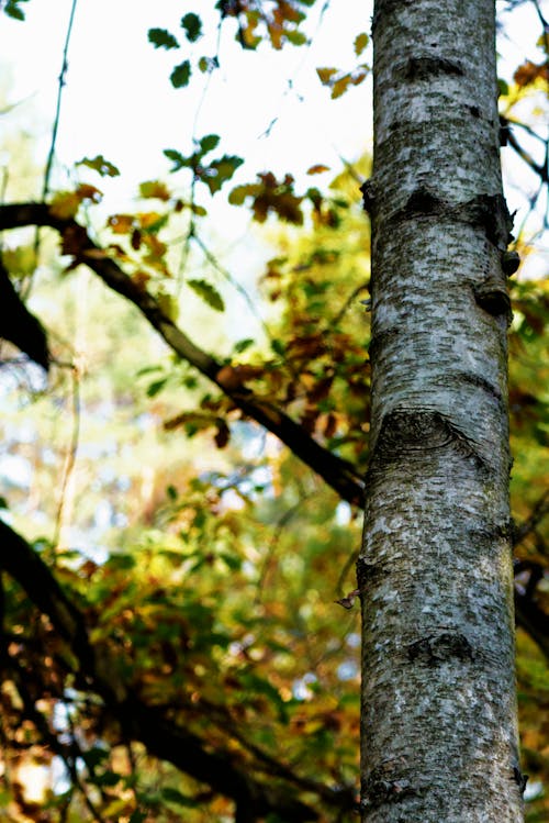 Free stock photo of autumn, autumn forest, baum