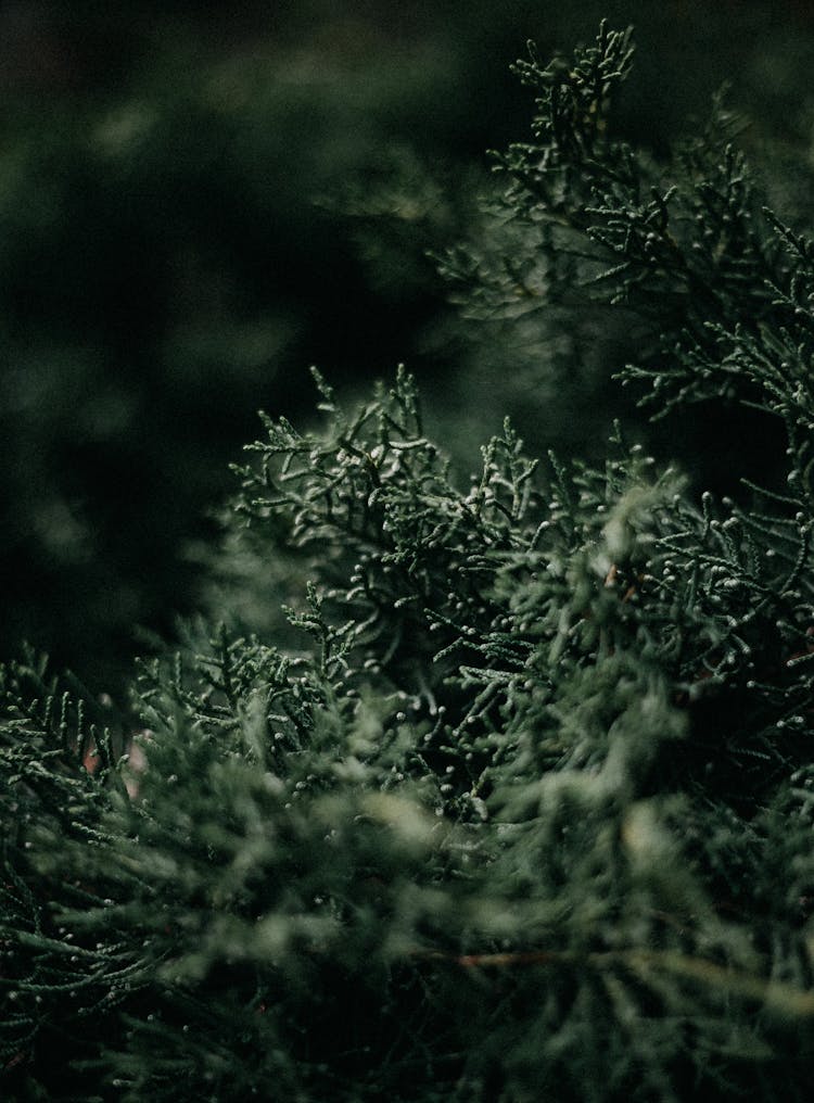 Green Image Of Cedar Bush