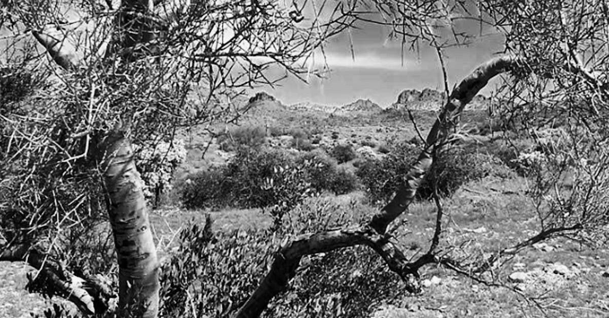 Free stock photo of black and white, desert, landscape