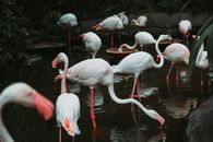 Flock of flamingos with white plumage and pink bills and legs standing in clean water near green plants in nature