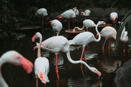 Free Flock of flamingos with white plumage and pink bills and legs standing in clean water near green plants in nature Stock Photo