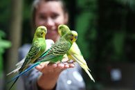 Unrecognizable woman with small budgerigars