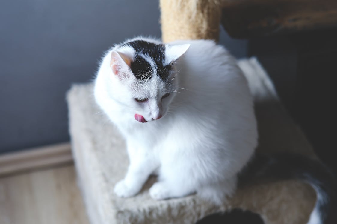 Bezpłatne Darmowe zdjęcie z galerii z futro, kot, uroczy Zdjęcie z galerii