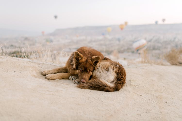 Brown Dog Laying On The Sand