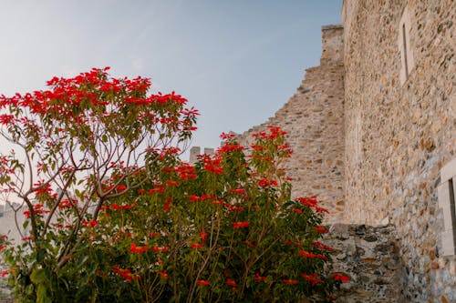 Fleurs Rouges Avec Des Feuilles Vertes