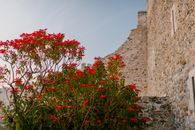 Vibrant red flowers in bloom against a historic stone wall, creating a striking contrast.