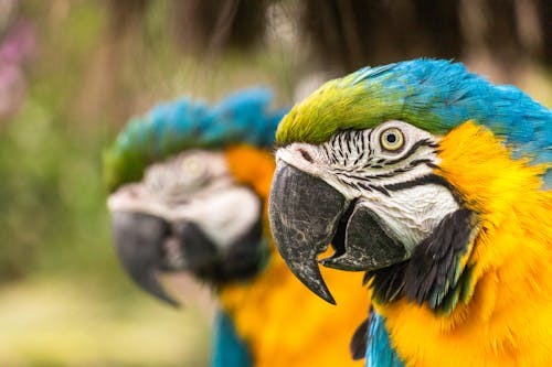 Blue and Yellow Macaw Bird