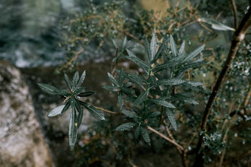 Branches of sea buckthorn tree with dark green shiny leaves and drops of water after rain