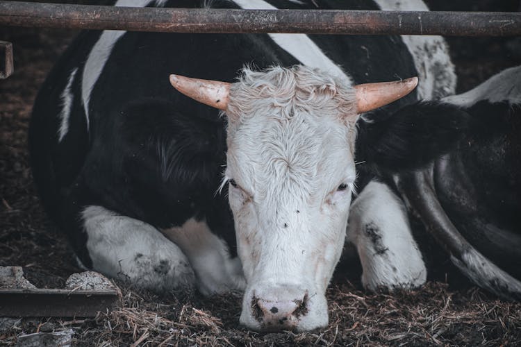 Cow Lying Down