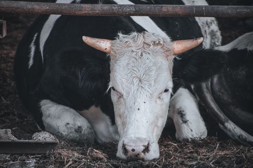 Free A tranquil close-up of a resting cow in a barn in Türkiye, highlighting its serene nature. Stock Photo