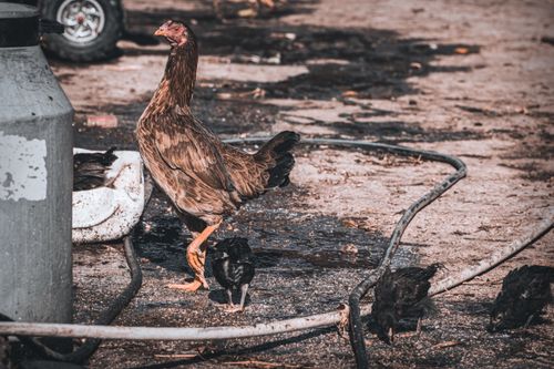 Free stock photo of baby chick, blackbird, chicken Stock Photo