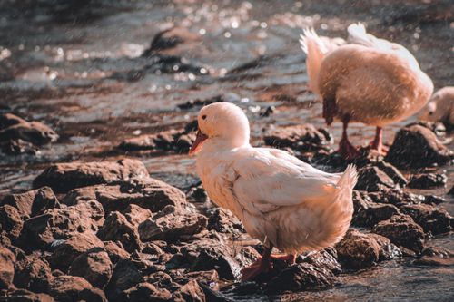 Free stock photo of baby chick, duck, duckling Stock Photo