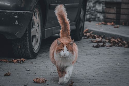 Free stock photo of cat, cats, domestic cat Stock Photo