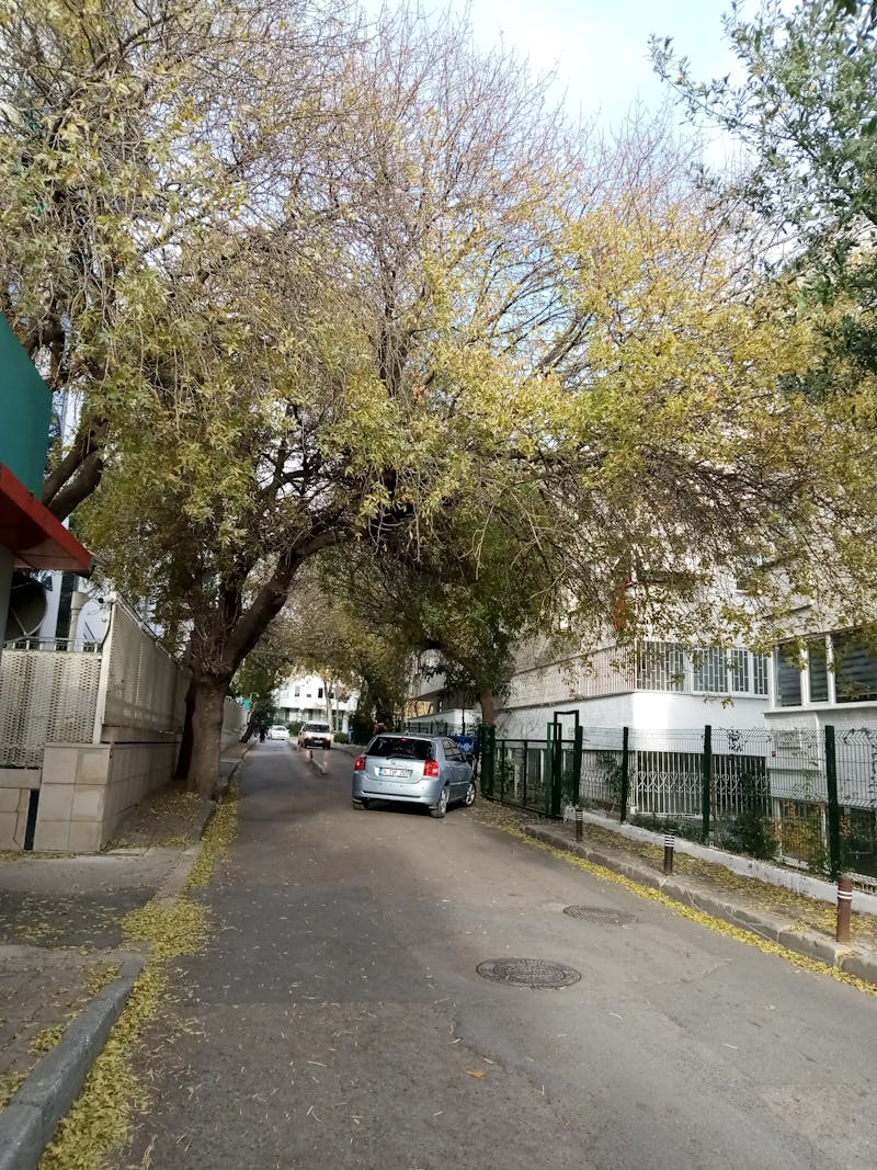 The Future of Edible Copra in the Food Industry