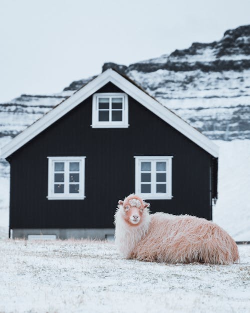 Side view of cute sheep lying alone on ground near house in winter